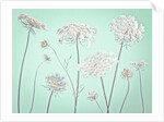 Cow parsley flowers by Assaf Frank